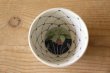 画像6: 伊藤　満　粉引祥瑞プラチナ彩猪口 (6)